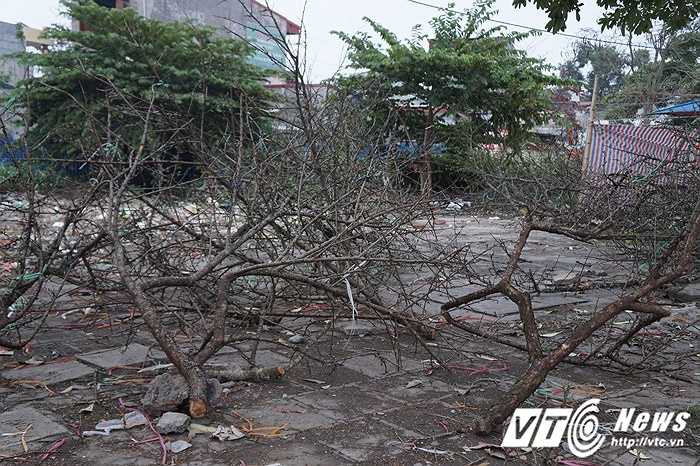 Trông chúng thê thảm không khác gì những cành củi khô, không có lá mà cũng chẳng còn hoa. 