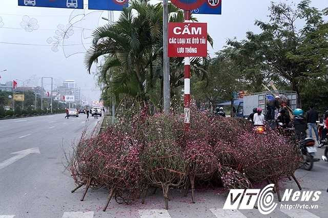 Vài chục cành đào bị vứt lại ngay giữa giải phân cách trên đường.