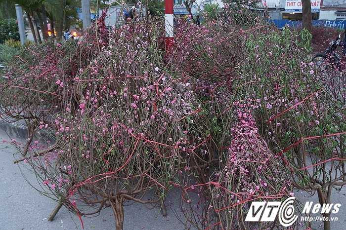 Dù rất đẹp, rất rực rỡ nhưng vẫn bị bỏ nằm lại trên đường không thương tiếc.