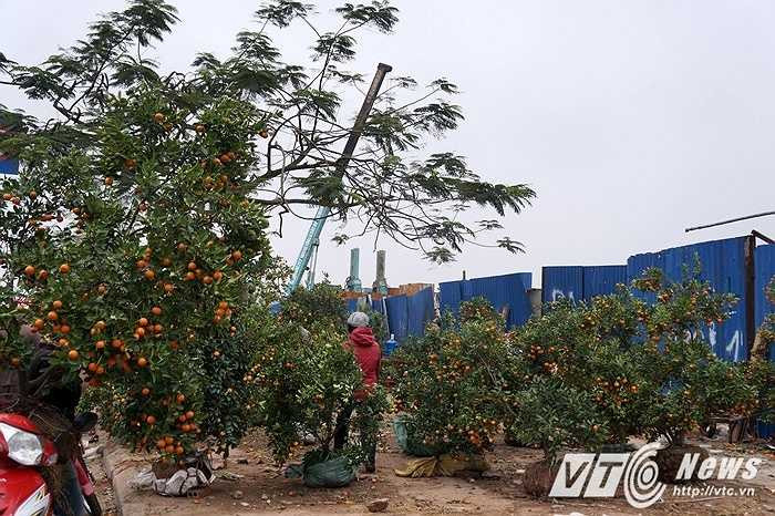 Những cửa hàng quất nằm ngay trên đoạn đẹp nhất của khu chợ Tết Hải Phòng vẫn còn hàng trăm cây chưa bán hết.