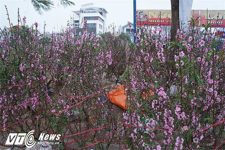 Anh Hùng, chủ cửa hàng đào lớn chia sẻ: 'Năm nay đào nở hoa sớm nên khách chê không mua nên giờ vẫn còn hơn 200 gốc chưa bán được. Những gốc đẹp thì phải bán rẻ để vớt vát lại tí vốn, những cây xâu xấu giờ cho không chưa chắc đã có người lấy'.