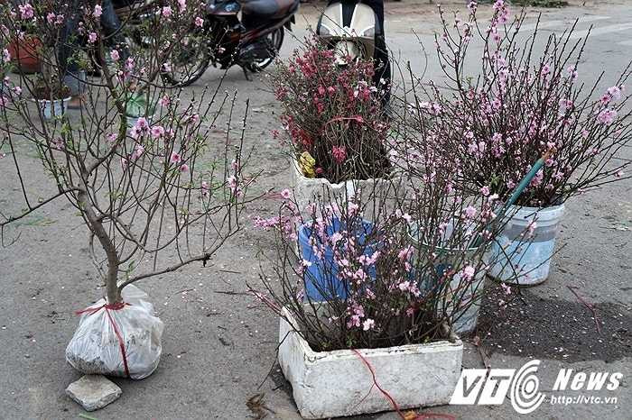 Những cành đào đẹp còn sót lại cũng được các cửa hàng lượm lặt và bán với giá từ 5.000 - 10.000 đồng.