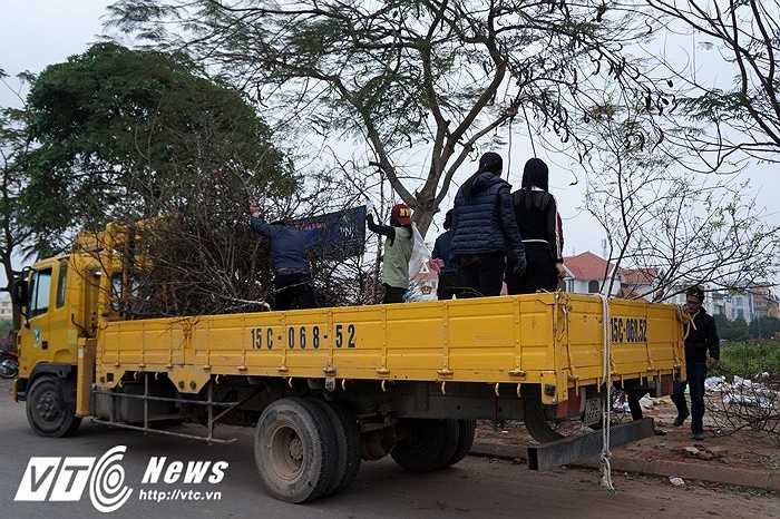 Các cửa hàng đào cảnh còn quá nhiều cây chưa bán hết đành ngậm ngùi chặt bỏ hết cành thừa và hoa để lấy gốc rồi đưa lên xe tải chở về.