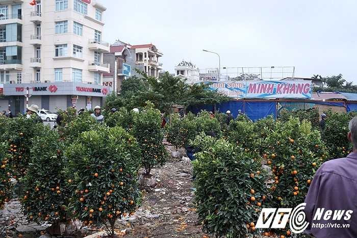 Một cửa hàng bán quất lớn bán đồng giá 200.000 đồng/cây nhưng chỉ còn một vài khách đi mua 'vét' hàng cuối năm vào hỏi.