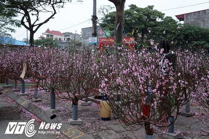Hàng chục cành đào buồn bã nằm chờ khách bên đường. Chủ cửa hàng này chia sẻ, năm nay nhà chị lỗ vốn tới hàng chục triệu đồng, hết hôm nay cũng coi như hết Tết.