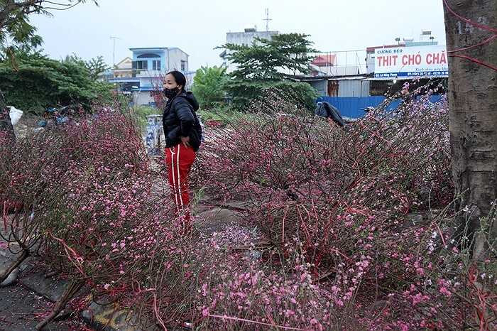 Một cửa hàng khác phải bán tháo những cành đào cuối cùng đồng giá 30.000 đồng/cây. 