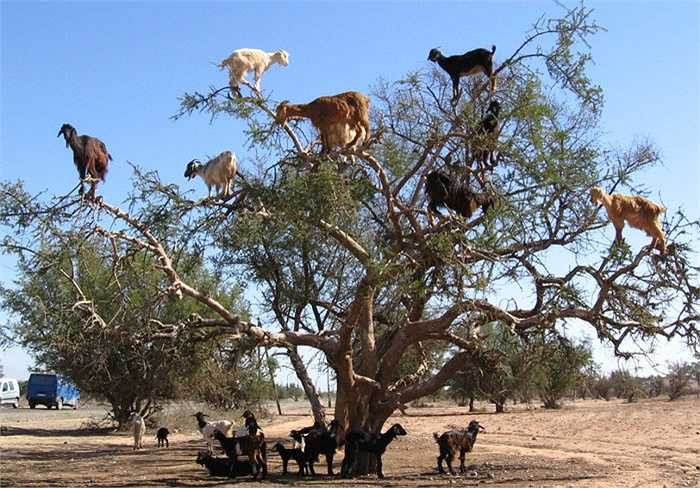 Chúng ta không còn xa lạ gì về khả năng leo núi, luồn rừng của dê, nhưng khả năng leo cây như khỉ của loài dê Morocco thì quả là thú vị.