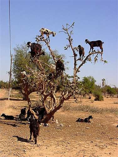 Trong điều kiện khô hạn, khan hiếm nước uống và đồ ăn, loài dê này buộc phải thích nghi với cuộc sống trên cây.