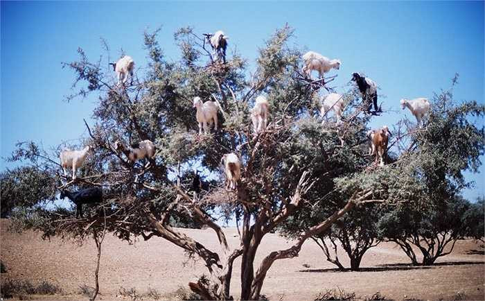 Sự phát triển của loài dê Morocco khiến lượng cây Aragan giảm một nửa với 50 năm trước. Hiện toàn bộ vùng hoang mạc tây nam Morocco chỉ còn khoảng 21 triệu cây.