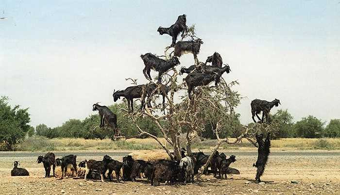 Loài dê Morocco có thể dễ dàng leo lên những nhánh cây nhỏ xíu và giữ thăng bằng một cách siêu đẳng. Bất chấp cành cây cong trĩu và gió thổi đung đưa, chúng vẫn đứng vững vàng.