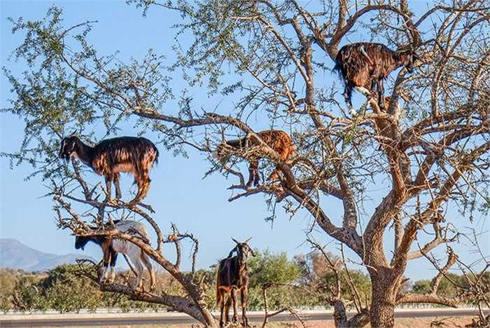 Không chỉ đứng vững vàng trên các cành cây, loài dê Morocco còn có thể nhảy từ cành này sang cành khác rất chính xác, chẳng khác gì loài khỉ.