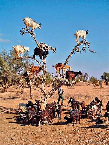 Bàn chân chúng khá mềm, dẻo dai, lại có cựa, nên có thể bấu mạnh vào cành, giúp đứng trên cây vừng vàng hơn.