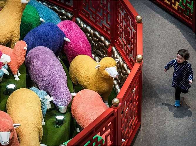 Bé gái vui vẻ chạy qua nơi có những con cừu đủ sắc màu ở Hong Kong, Trung Quốc