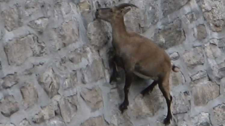 Giải mã khả năng leo vách đá siêu đẳng của loài dê