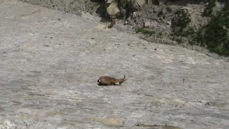 Giải mã khả năng leo vách đá siêu đẳng của loài dê