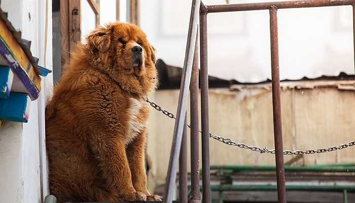 Mùng 2 Tết: Người Trung Quốc đi chùa bày tỏ sự tôn kính thần linh, tổ tiên. Thật thú vị khi Mùng 2 được cho là ngày sinh nhật của loài chó, vì thế những chú cún rất được cưng chiều trong ngày này.