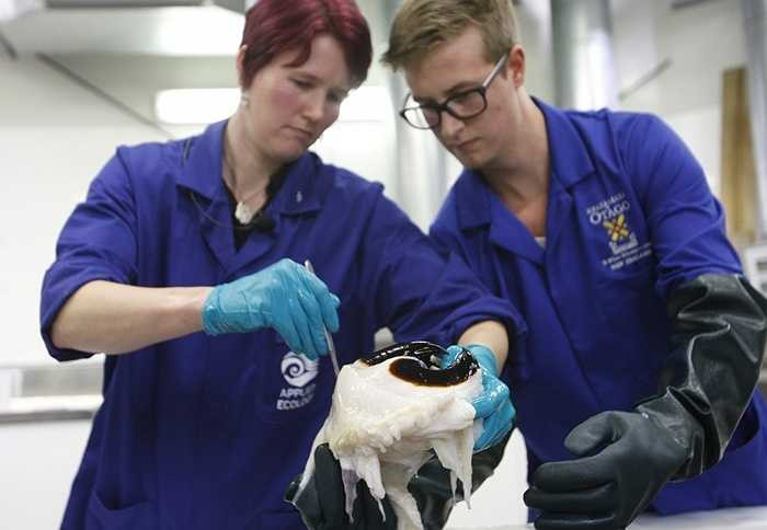 Có các báo cáo đã từng nhìn thấy những con mực dài đến 20 m nhưng chưa có tài liệu khoa học nào ghi nhận về một sinh vật sống lớn như thế còn tồn tại.