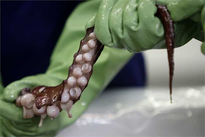 Do to lớn nên xúc tua của chúng rất khỏe và lực hút rất mạnh. Tuy nhiên chúng cũng có thiên địch không kém phần ghê gớm đó là cá nhà táng.