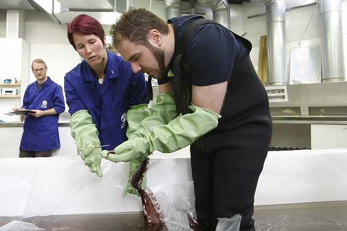 Tuy nhiên, người ta cũng đã thấy thương tích có thể do xúc tua của mực khổng lồ trên da cá voi nhà táng.