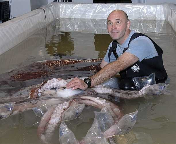 Con mực này có miệng khổng lồ, dễ dàng nuốt gọn được bất cứ một con mồi nào.