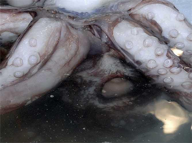 Chúng có đôi mắt lớn hơn bất kỳ đôi mắt của một loài sinh vật nào trên trái đất, với đường kính của mắt là 27cm.