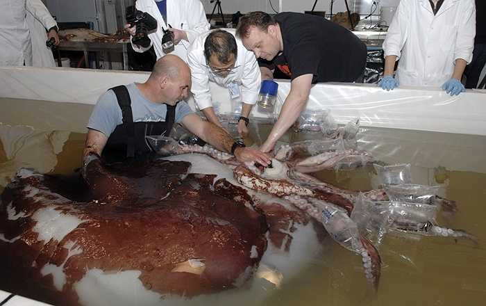 Nó có tám xúc tu ngắn và hai xúc tu dài với kích cỡ tối đa là 13 m (con cái) và 10 m (con đực).