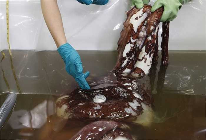 Mực khổng lồ đã được tìm thấy chủ yếu là xung quanh Nam Cực, mặc dù một số bộ phận của loài mực này lại được tìm thấy trong ruột của cá nhà táng ở phía bắc xa xôi hơn.