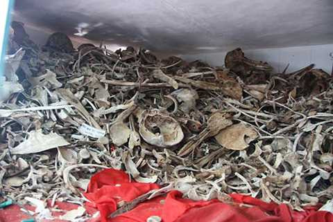 đền thờ, cá Ông, lớn nhất Việt Nam, cá voi, ông Nam Hải, Đất Đỏ, Bà Rịa-Vũng Tàu