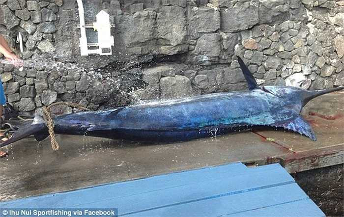 Con cá kiếm xanh khổng lồ