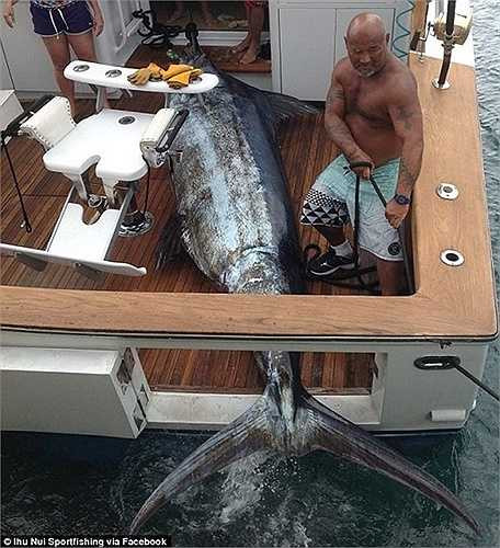 Con cá kiếm bị chinh phục nằm im trên sàn tàu