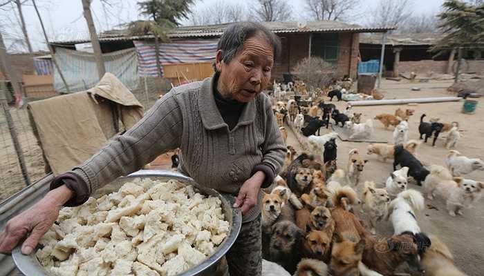 Một nhóm phụ nữ ở Vị Nam, Thiểm Tây để không về nhà đón Tết để chăm sóc cho khoảng 1300 chú chó hoang. Bữa cơm tất niên của họ chỉ là một bát mỳ chóng vánh.
