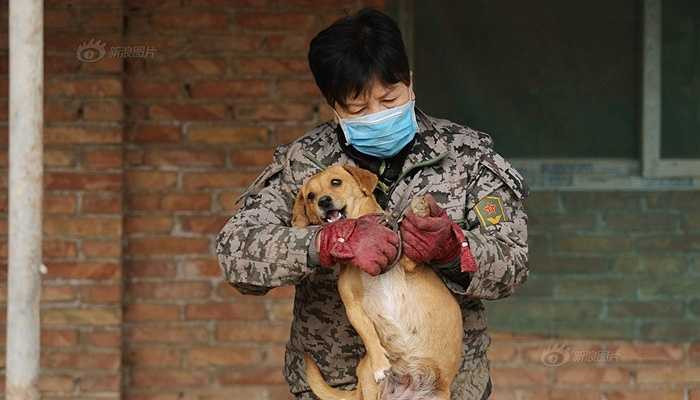 Được sự ủng hộ của hiệp hội động vật, bà Ngạn Phương đã thu nuôi và chăm sóc cho những con chó hoang lưu lạc. Từ đó, trung tâm 'Những trái tim yêu thương động vật' ra đời.