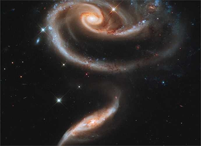Hai thiên hà UGC 1810 và UGC 1813 hút nhau bằng lực hấp dẫn khi chúng di chuyển quá gần nhau, tạo thành hình ảnh bông hoa hồng khổng lồ trong vũ trụ. Ảnh: NASA