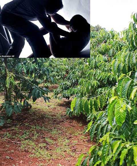 sợi lông, hung thủ, giết người, cưỡng hiếp, rừng cà phê, pháp y