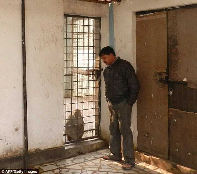 để tài sản cho khỉ