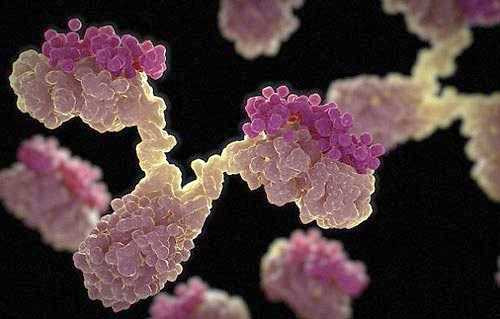 Trình làng kháng thể nhân tạo đầu tiên trên thế giới 