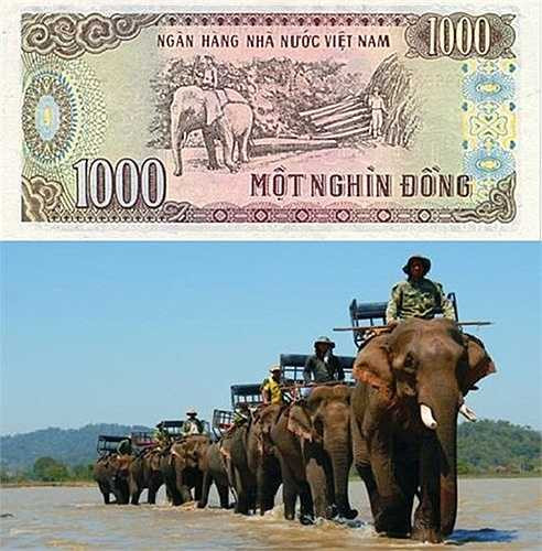 Tờ tiền 1000 đồng là hình ảnh lâm nghiệp, người lao động cưỡi voi, khai thác gỗ tại vùng núi của Tây Nguyên. 
