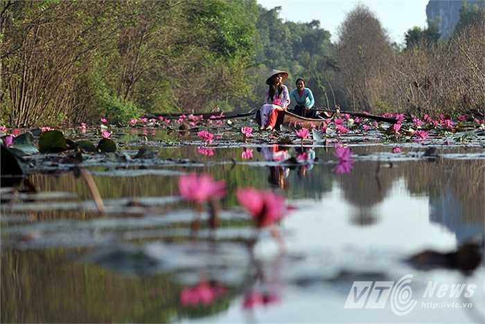 Vẻ bình yên vào một sớm mùa đông khi những bông hoa súng nở rộ trên dòng suối Yến.
