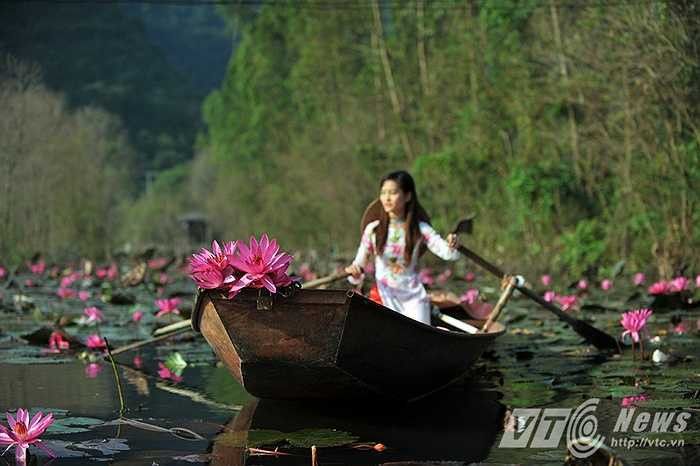 Sắc hồng tươi tắn của những bông súng trên suối Yến.