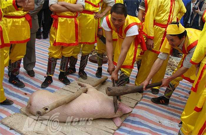 Chỉ trong nháy mắt, chiếc dao kề cổ, chiếc chày to tướng bổ một nhát vào sống dao, thủ lợn đã bay ra khỏi cổ, máu phun ồng ộc đỏ lòm cả sân khấu.