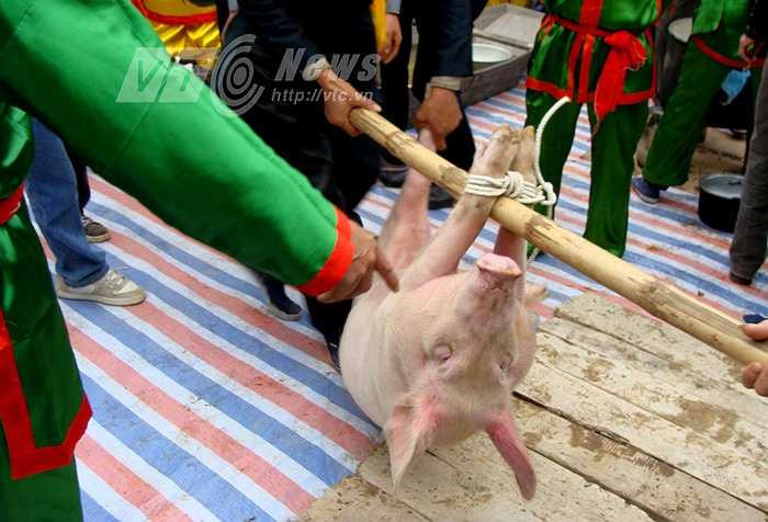 Những con lợn đem ra mổ thịt tế thần được nhân dân trong các thôn kính cẩn gọi là “ông lợn” và được nuôi dưỡng rất chu đáo. 