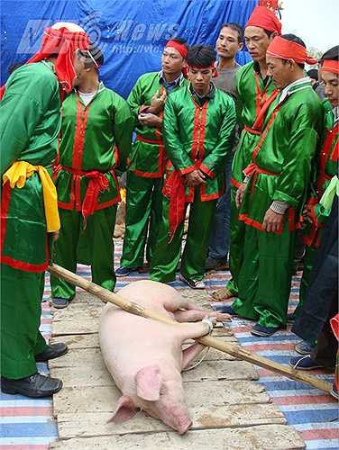 Đầu tiên, người ta chọn những con lợn đực, trắng, không hoen mũi… rồi giao cho các gia đình khá giả, có uy tín trong làng, gia đình không có tang ma nuôi dưỡng lợn. Gia đình nào được nuôi “ông lợn” đều rất tự hào và được dân làng coi trọng.