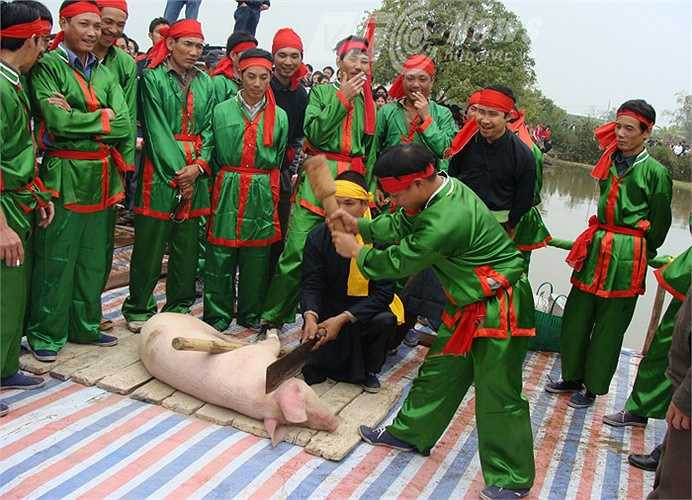 Điều đặc biệt là “ông lợn” được ăn cháo hoa nấu bằng gạo nếp, hàng ngày được tắm rửa sạch sẽ bằng nước lá thơm. Người nuôi “ông lợn” cũng phải biết tính toán kỹ lưỡng khẩu phần ăn hàng ngày, để đến khi có lễ hội, “ông” nặng chừng 60kg.