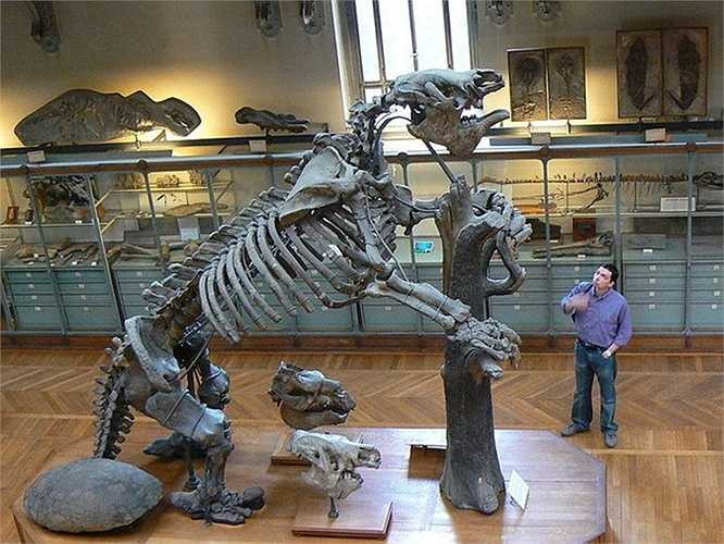 Megatherium là một chi lười đất với kích cỡ như voi sống cách đây 2 triệu đến 8.000 năm về trước. Megatherium là một trong những loài thú to lớn nhất sống trên mặt đất, cân nặng tới 5 tấn. 
