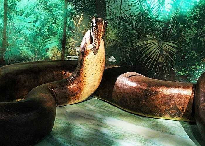 Titanoboa là loài rắn to lớn nhất được phát hiện từ trước tới nay, từng sinh sống khoảng từ 60 tới 58 triệu năm trước, trong thế Paleocen. Các nhà nghiên cứu ước tính rằng sinh vật dài khoảng 13m, cân nặng khoảng 1.135kg và điểm dày nhất trên cơ thể nó rộng khoảng 1m.