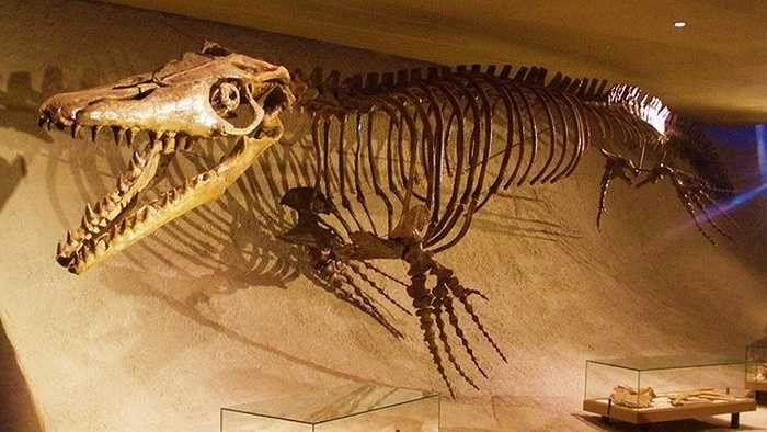 Quái thú khổng lồ Mosasaurus có thể dài tới 15m, là một trong những loài ăn thịt lớn nhất dưới biển trong kỷ Phấn trắng. Đầu của nó khá giống đầu của cá sấu, với hàng trăm chiếc răng sắc nhọn. 