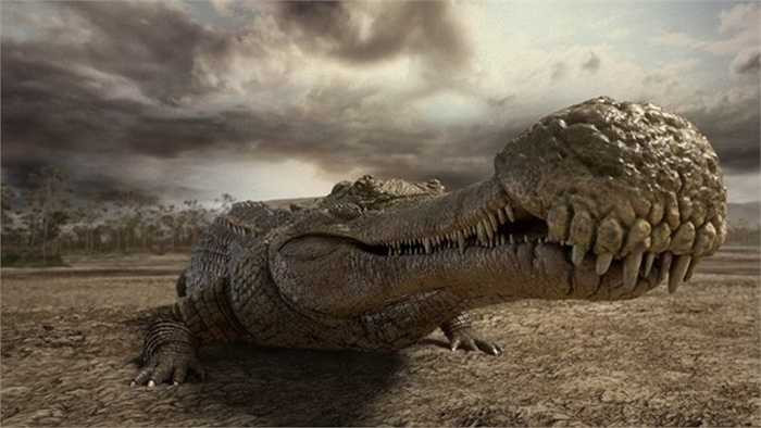 Sarcosuchus, họ hàng xa của cá sấu sống cách đây 112 triệu năm. Nó dài gần gấp đôi cá sấu cửa sông hiện đại và nặng khoảng 8 tấn, có một cái mõm dài chiếm 75% chiều dài hộp sọ, có 35 răng ở mỗi bên hàm trên và 31 ở mỗi bên hàm dưới.