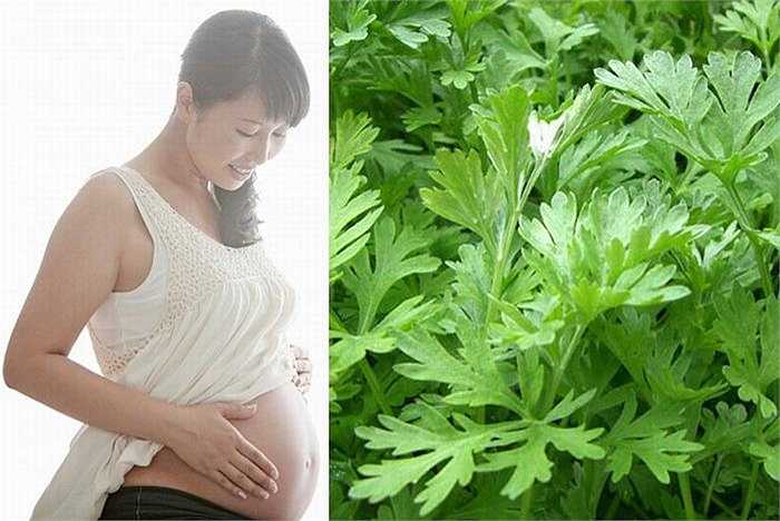 Trong ngải cứu có những chất có liên quan đến sự co bóp tử cung, nhiều thai phụ cho biết họ ăn nhiều ngải cứu nên có dấu hiệu sảy thai (với những người mới mang thai) hoặc dọa sinh sớm (với những người ở tháng cuối thai kì).