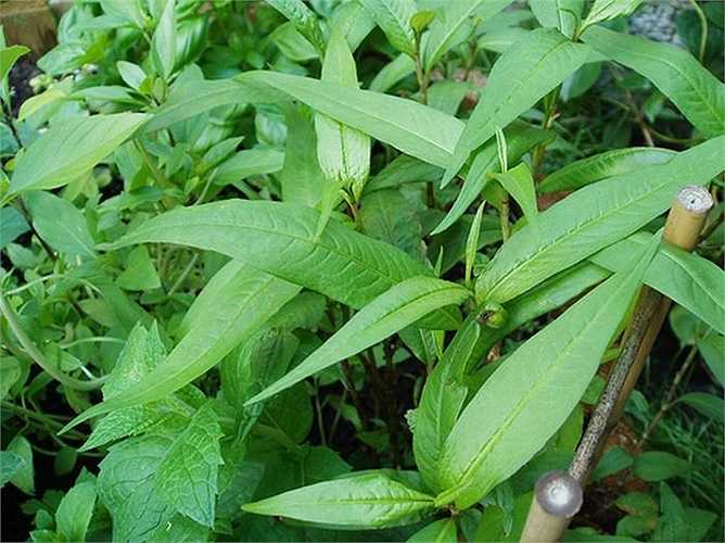 Các bà bầu thường có thói quen ăn trứng vịt lộn để tăng cường dinh dưỡng trong thời kỳ mang thai. Nhưng chị em không nên ăn quá nhiều bởi ăn rau răm có thể làm mất máu và co thắt tử cung ở phụ nữ mang thai và dẫn đến hiện tượng sẩy thai.