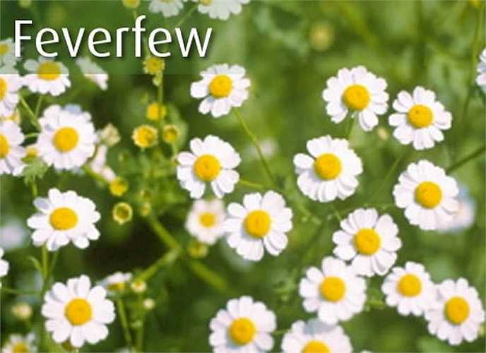 Cây cúc thanh nhiệt (Feverfew ): Là loại thuốc kích thích các cơn co thắt tử cung.